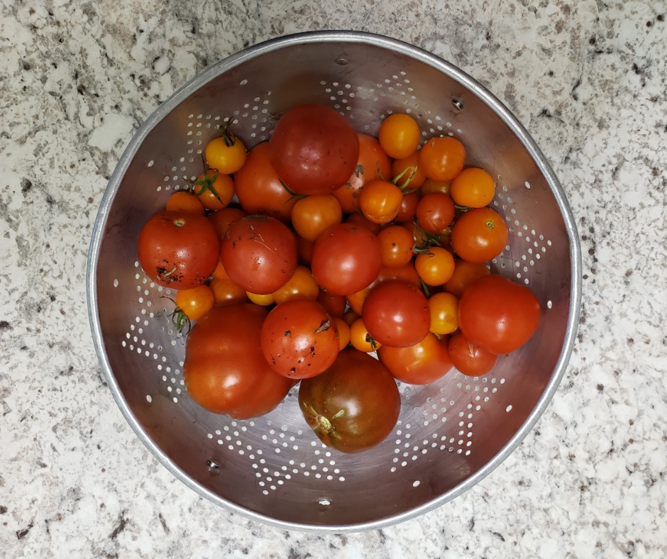Tomatoes from the garden