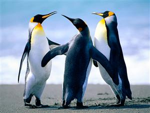 penguins dancing 